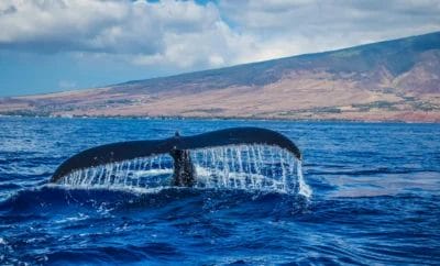 Whale Watching in Canada: Top Spots to Visit